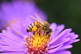 Biene sammelt Pollen auf lila Blüte mit gelbem Zentrum
